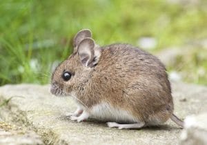 Adorable wood mouse with button eyes sitting on a rock outdoors, showcasing its brown fur and long whiskers.